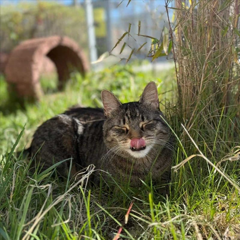 WALLACE - Katze zur Adoption aus Tierheim München