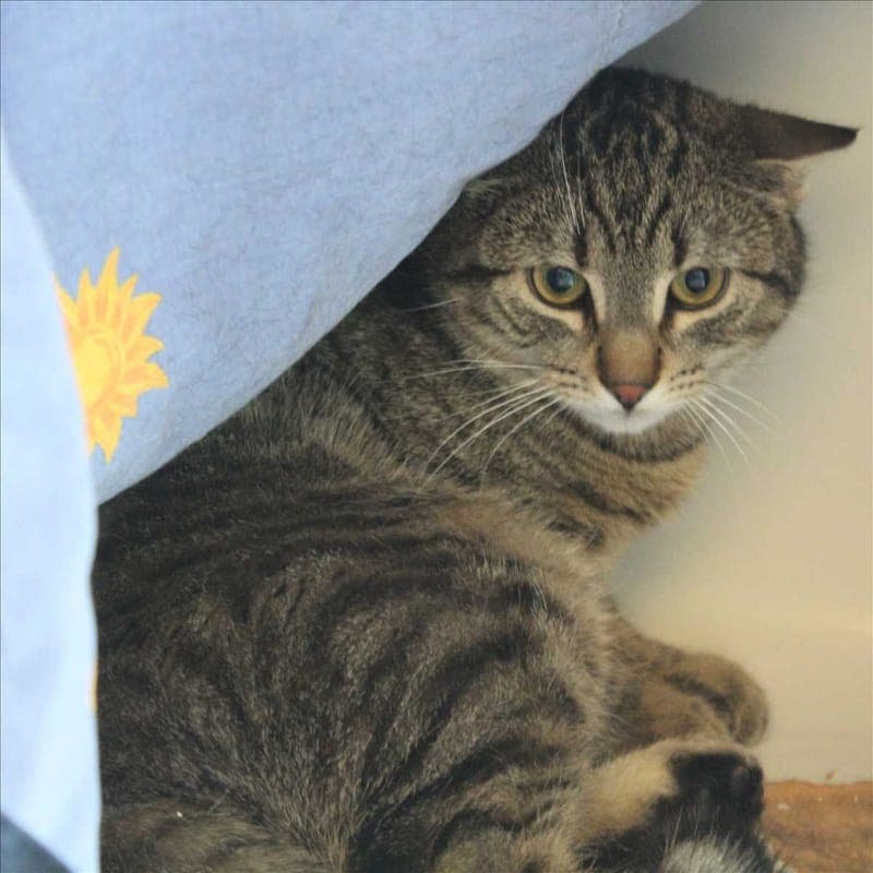 WASTL - Katze zur Adoption aus Tierheim München