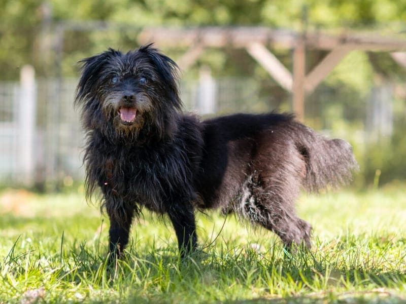 Balou - Hund zur Adoption aus Tierheim Nürnberg