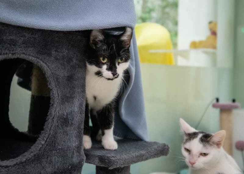 Bella und Belamy - Katze zur Adoption aus Tierheim Nürnberg