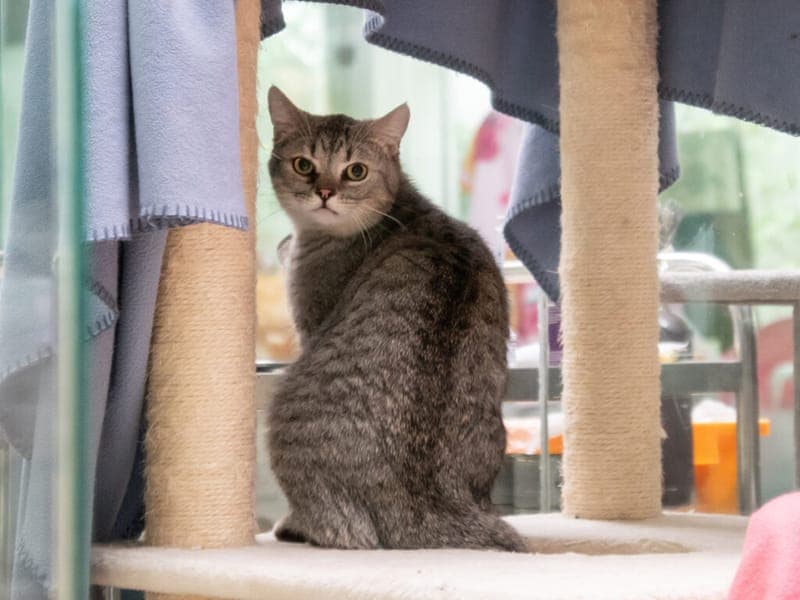 Bijou, Flow und Felix - Katze zur Adoption aus Tierheim Nürnberg