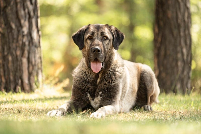 Bozo - Hund zur Adoption aus Tierheim Nürnberg