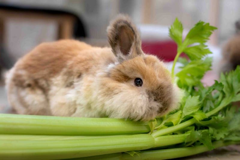 Cap und Capper - Kleintier zur Adoption aus Tierheim Nürnberg