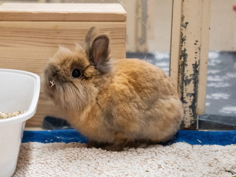 Capi - Kleintier zur Adoption aus Tierheim Nürnberg