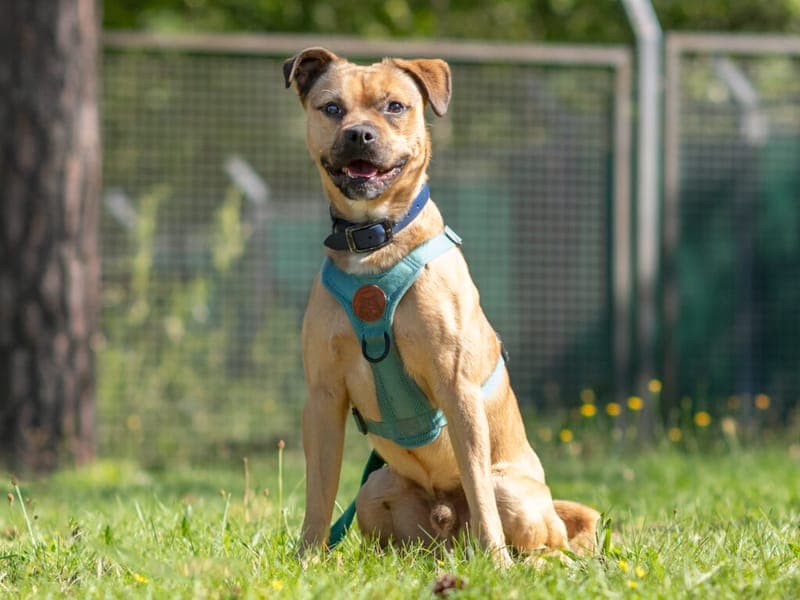 Charlie - Hund zur Adoption aus Tierheim Nürnberg