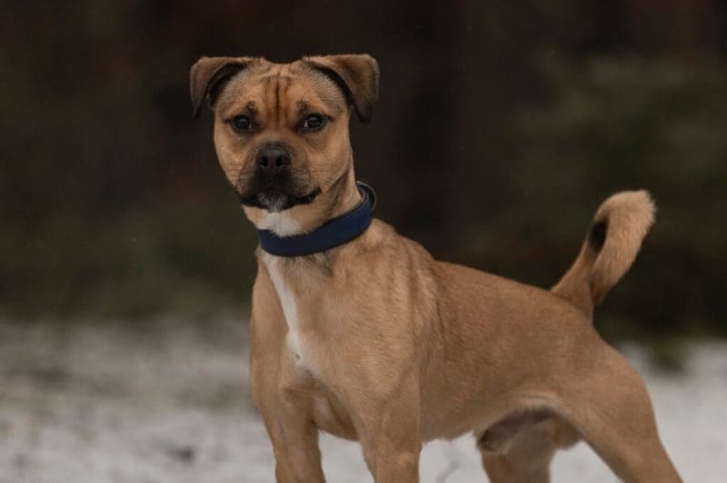 Charlie - Hund zur Adoption aus Tierheim Nürnberg