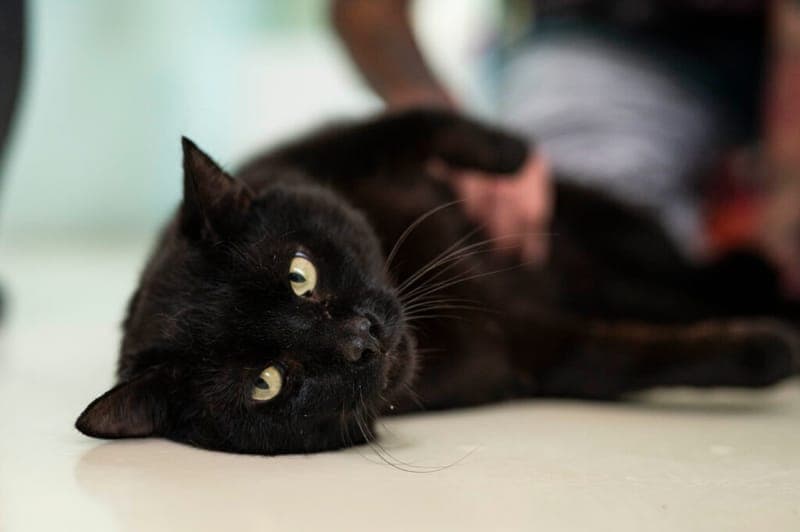 Charlie-Sumo - Katze zur Adoption aus Tierheim Nürnberg