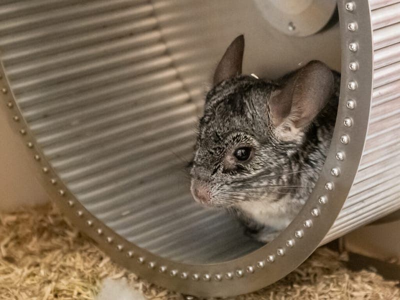 Chincharming und Chincharella - Kleintier zur Adoption aus Tierheim Nürnberg