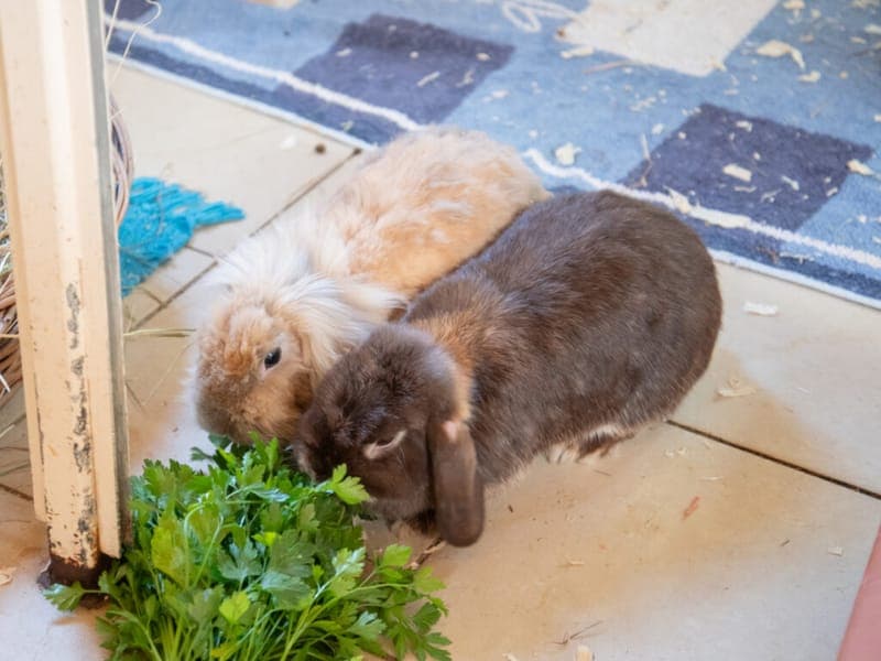Cookie, Mokka und Luminara - Kleintier zur Adoption aus Tierheim Nürnberg