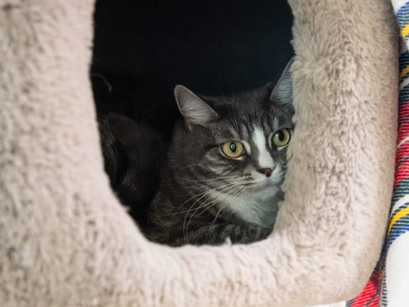 Croissant und Biscuit - Katze zur Adoption aus Tierheim Nürnberg