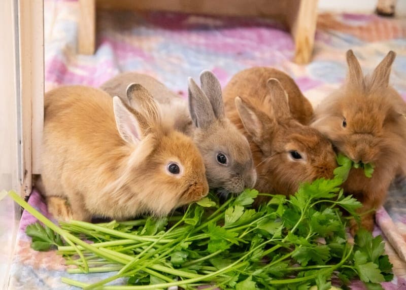 Crosanté, Dschennifer, Samuel und Kerschdin - Kleintier zur Adoption aus Tierheim Nürnberg