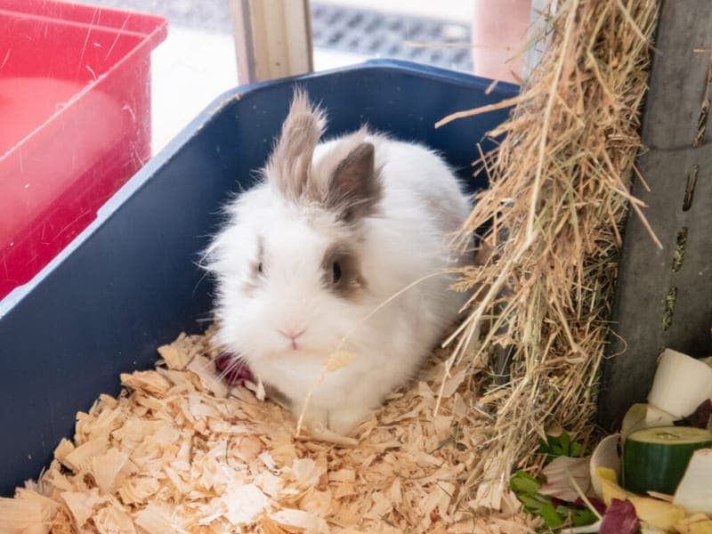 Dorsten - Kleintier zur Adoption aus Tierheim Nürnberg