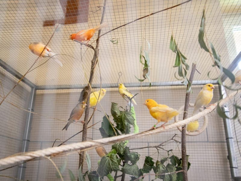 Einige Kanarienvögel suchen ein Zuhause!! - Vogel zur Adoption aus Tierheim Nürnberg