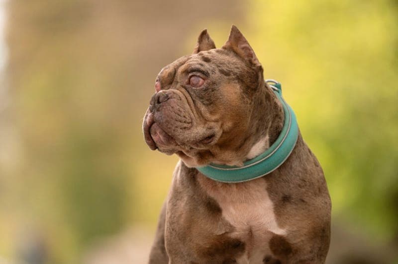Flash - Hund zur Adoption aus Tierheim Nürnberg