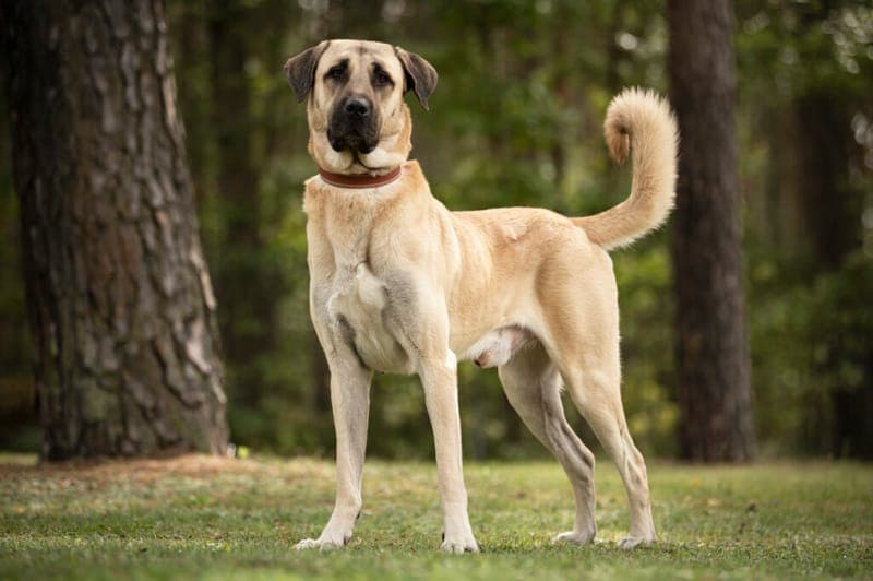 Herbert - Hund zur Adoption aus Tierheim Nürnberg