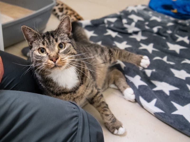 Hering - Katze zur Adoption aus Tierheim Nürnberg