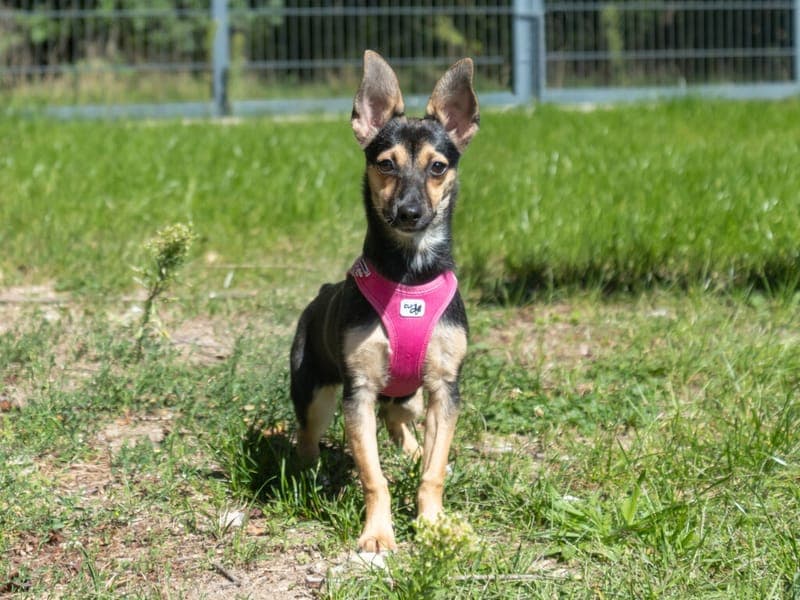Inka - Hund zur Adoption aus Tierheim Nürnberg