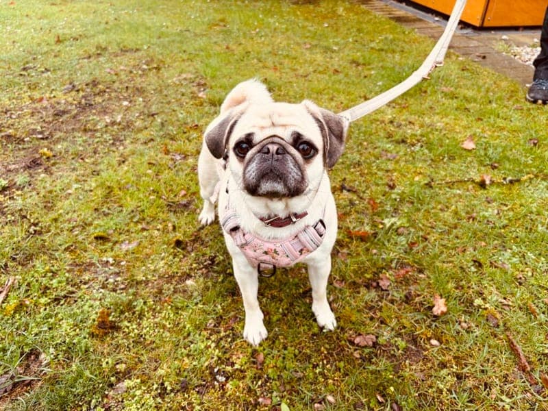 Isy - Hund zur Adoption aus Tierheim Nürnberg