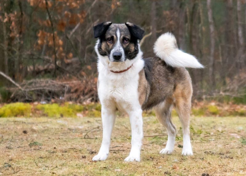 Kalle - Hund zur Adoption aus Tierheim Nürnberg