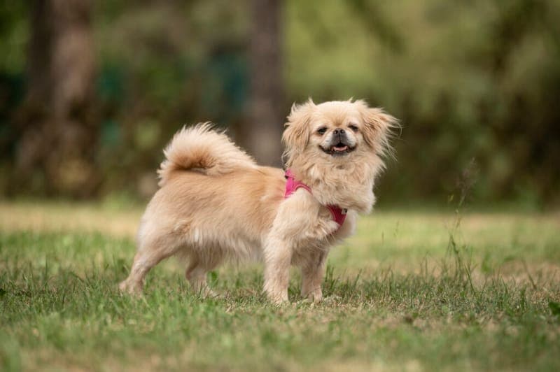 Leni - Hund zur Adoption aus Tierheim Nürnberg