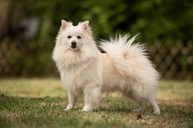 Lou - Hund zur Adoption aus Tierheim Nürnberg