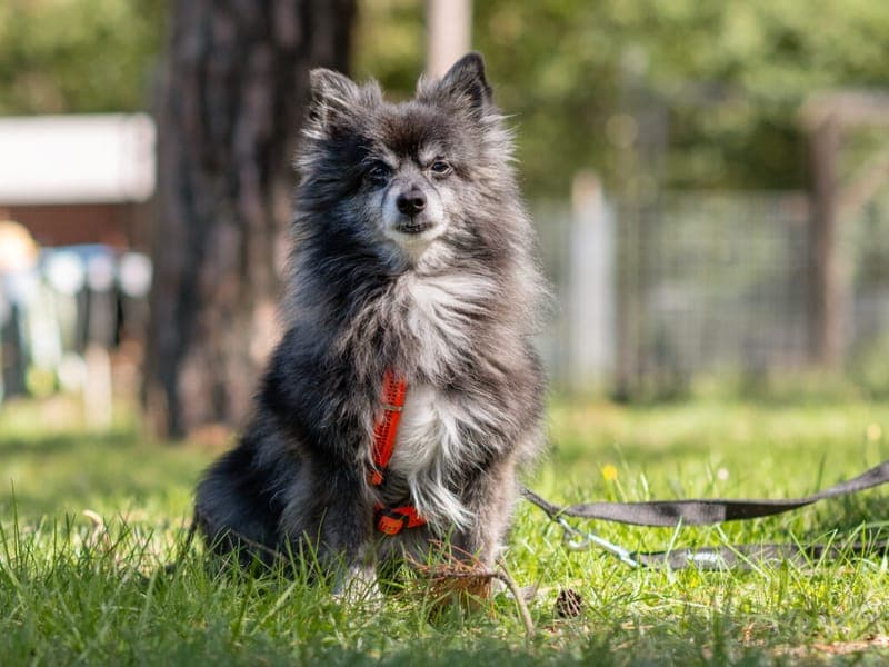 Lucky - Hund zur Adoption aus Tierheim Nürnberg