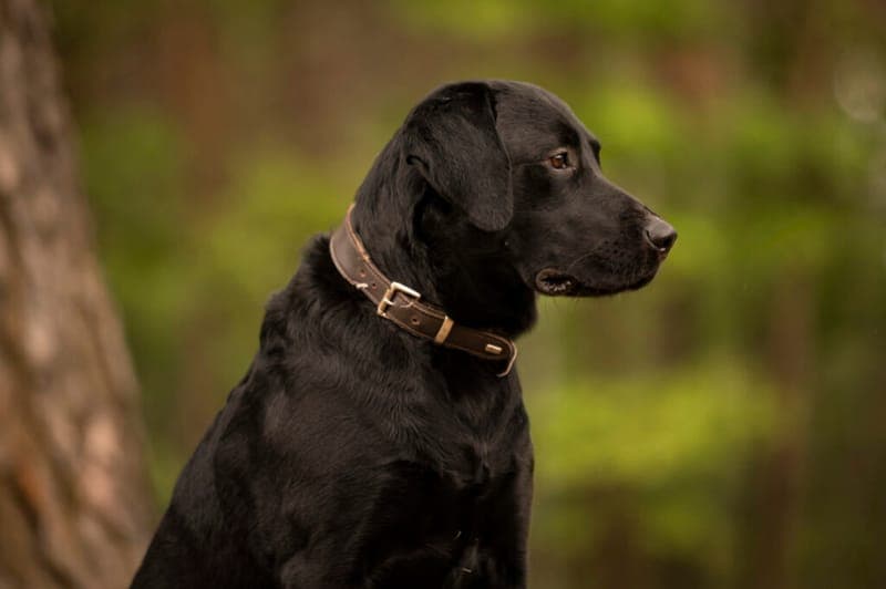 Maggeroni - Hund zur Adoption aus Tierheim Nürnberg