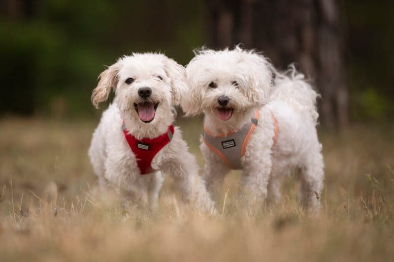 Marie und Batzi - Hund zur Adoption aus Tierheim Nürnberg