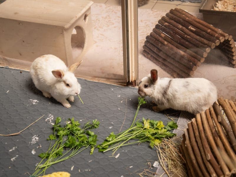 Nala und Nina - Kleintier zur Adoption aus Tierheim Nürnberg