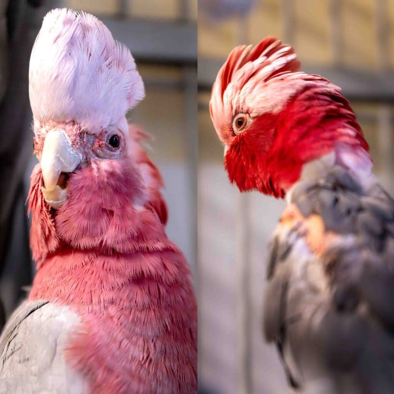 Nimui und Merlin - Vogel zur Adoption aus Tierheim Nürnberg