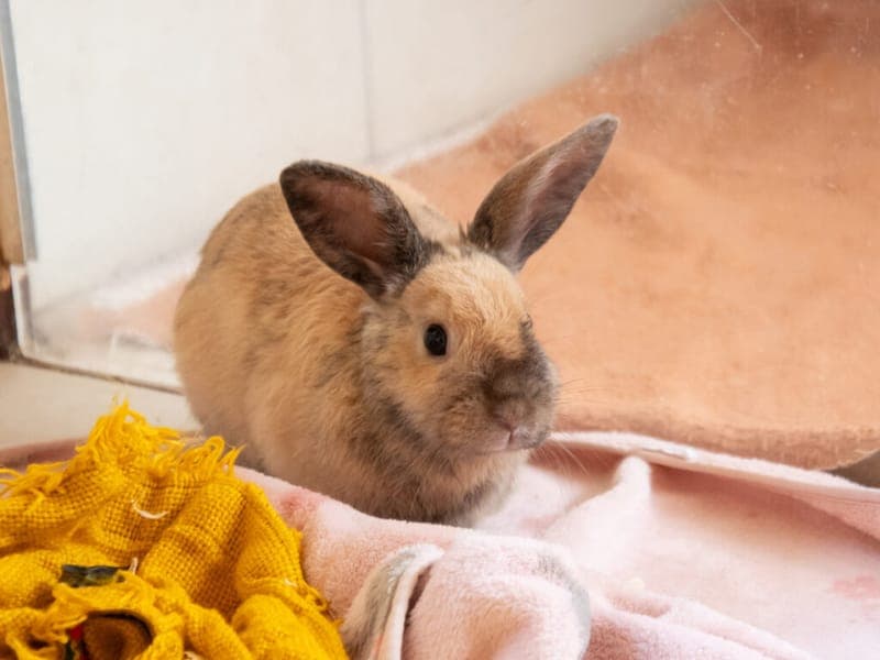 Nino - Kleintier zur Adoption aus Tierheim Nürnberg