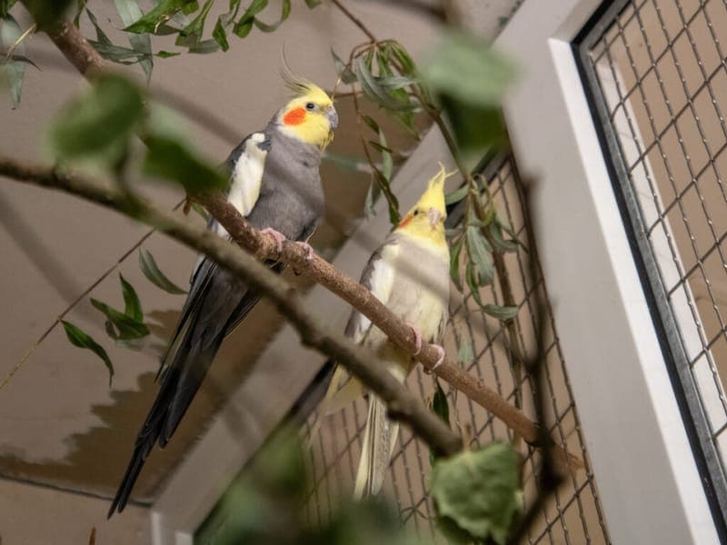 Nymphensittiche - Vogel zur Adoption aus Tierheim Nürnberg