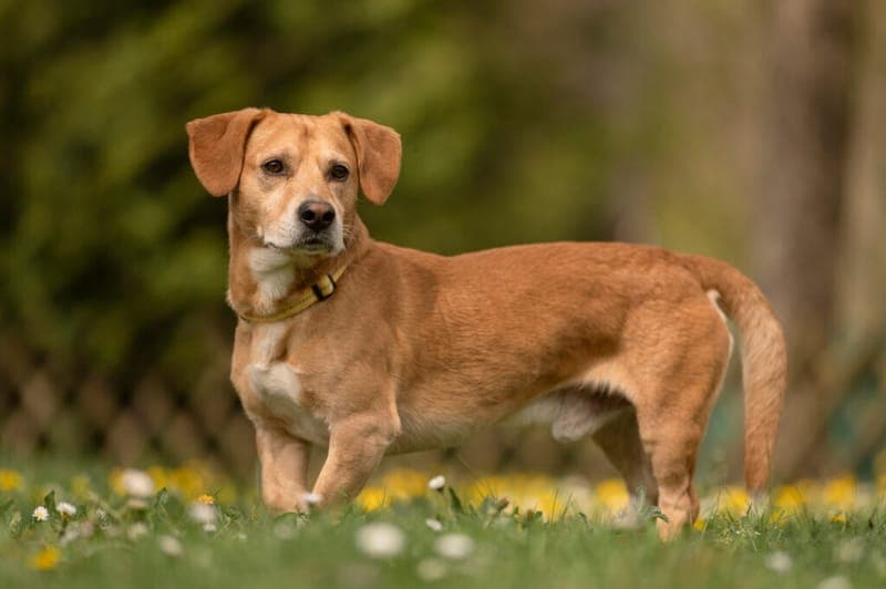 Ollye - Hund zur Adoption aus Tierheim Nürnberg