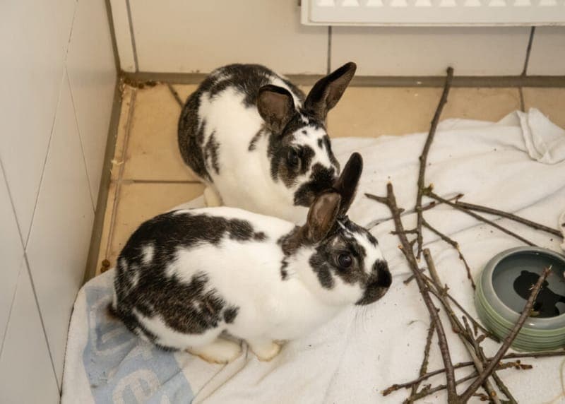 Pünktchen und Anton - Kleintier zur Adoption aus Tierheim Nürnberg