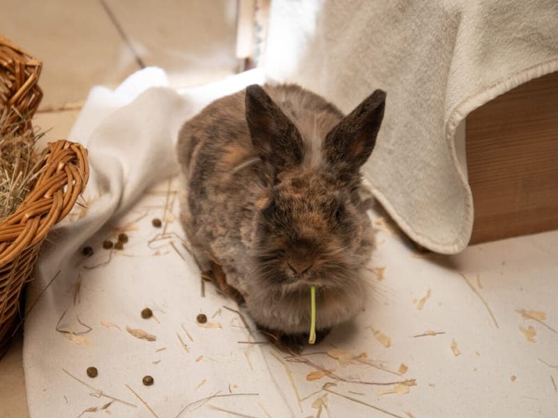 Padmé - Kleintier zur Adoption aus Tierheim Nürnberg
