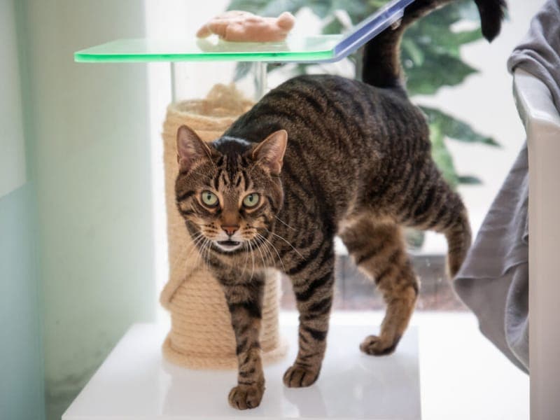 Pascha - Katze zur Adoption aus Tierheim Nürnberg