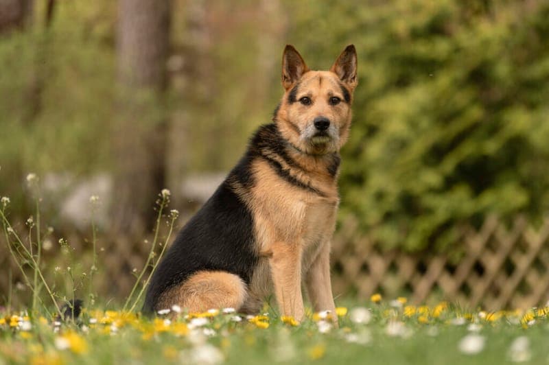 Paul - Hund zur Adoption aus Tierheim Nürnberg