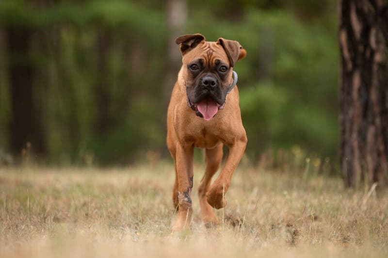 Ronny - Hund zur Adoption aus Tierheim Nürnberg