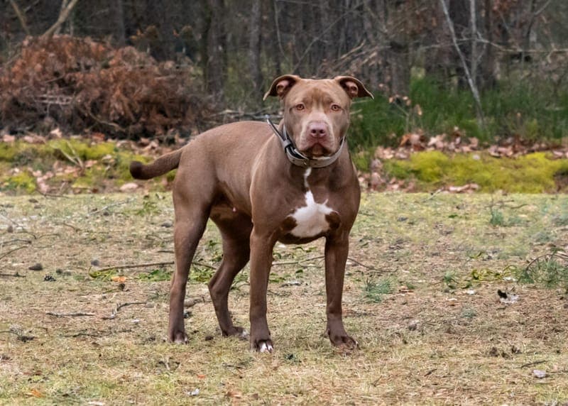 Ruby - Hund zur Adoption aus Tierheim Nürnberg