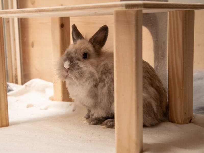 Satori - Kleintier zur Adoption aus Tierheim Nürnberg
