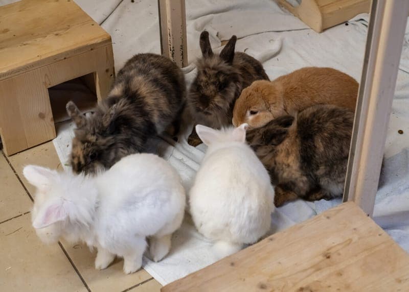 Sechser Gruppe Kaninchen - Kleintier zur Adoption aus Tierheim Nürnberg