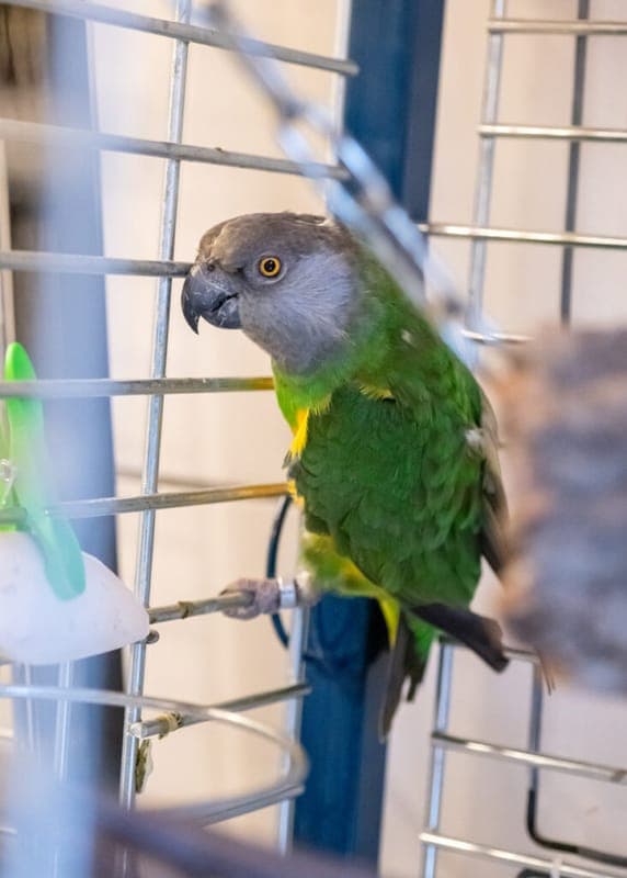 Senator - Vogel zur Adoption aus Tierheim Nürnberg