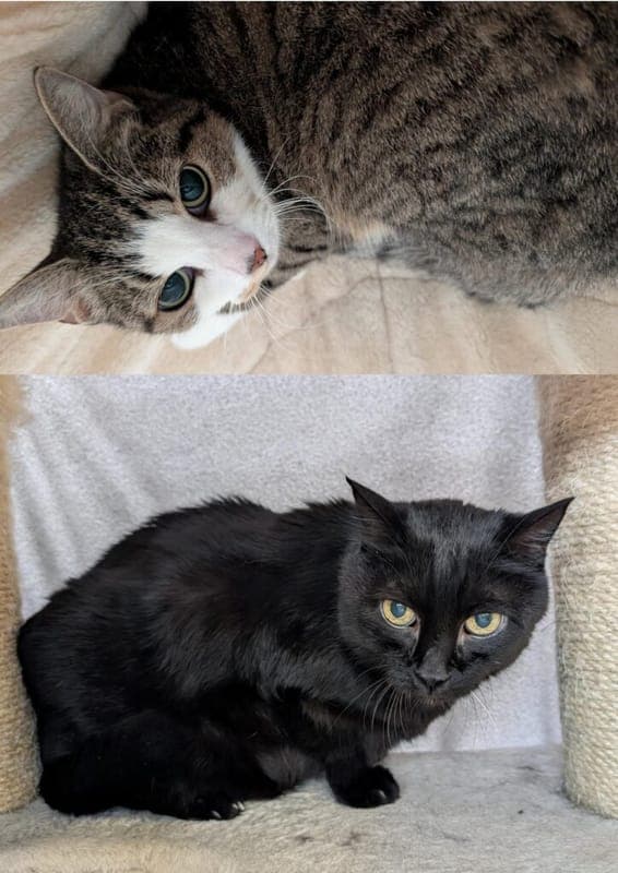 Susi und Franz - Katze zur Adoption aus Tierheim Nürnberg