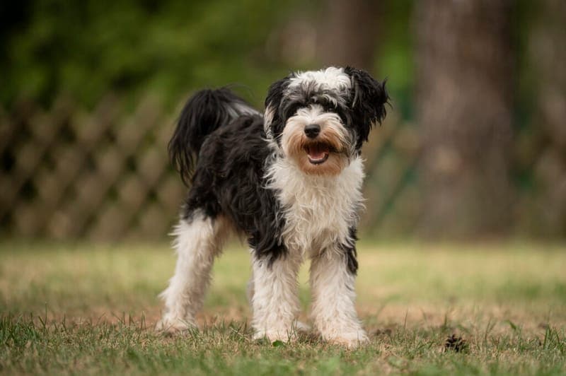Tim - Hund zur Adoption aus Tierheim Nürnberg