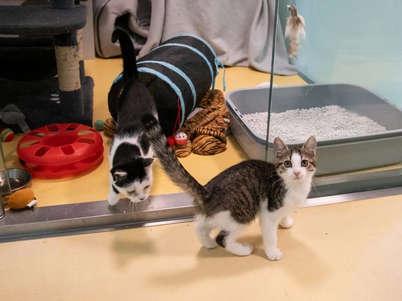 Tino und Henni - Katze zur Adoption aus Tierheim Nürnberg