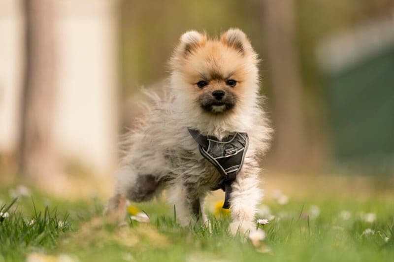 Toffee - Hund zur Adoption aus Tierheim Nürnberg