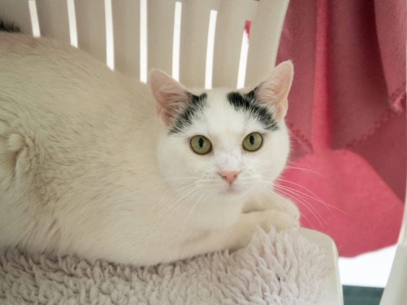 Vienna - Katze zur Adoption aus Tierheim Nürnberg