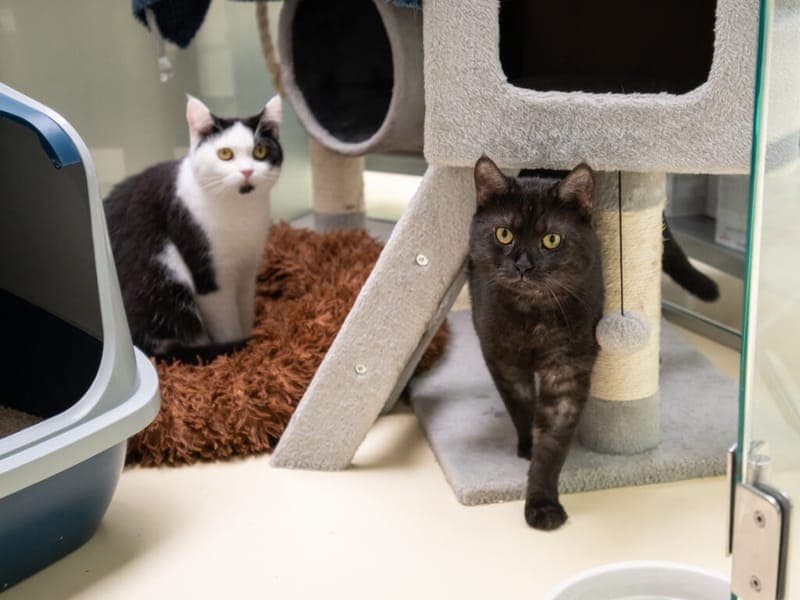 Wilma, Anubis und Bailey - Katze zur Adoption aus Tierheim Nürnberg
