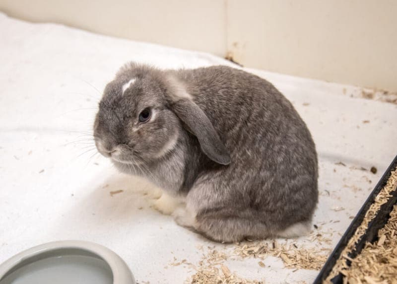 Winny - Kleintier zur Adoption aus Tierheim Nürnberg
