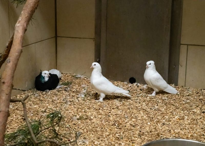 Zuchttauben - Vogel zur Adoption aus Tierheim Nürnberg